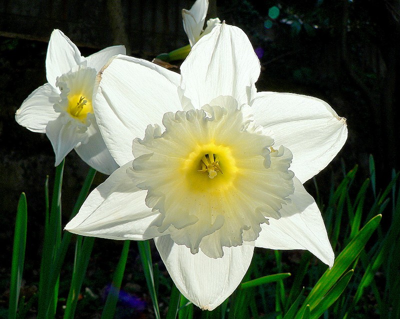 narcisse