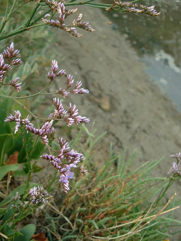 Limodium_vulgare1