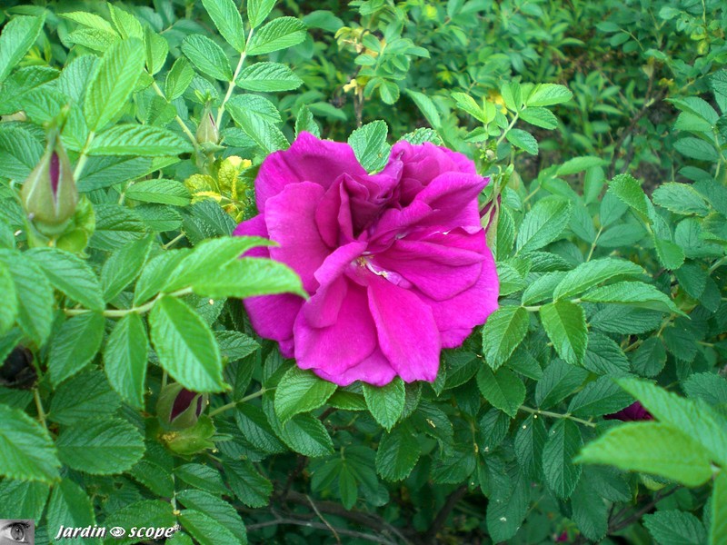 Rosier botanique au Parc d'Apremont (18)