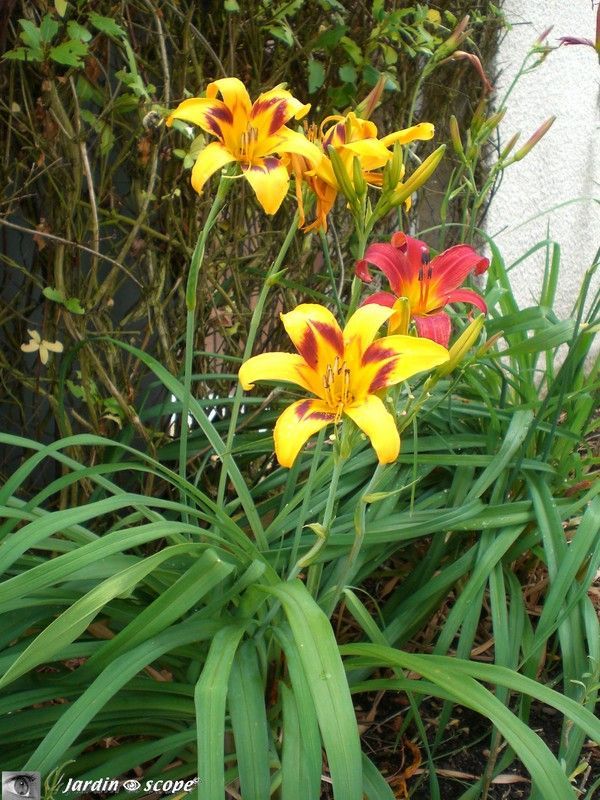 Hemerocallis
