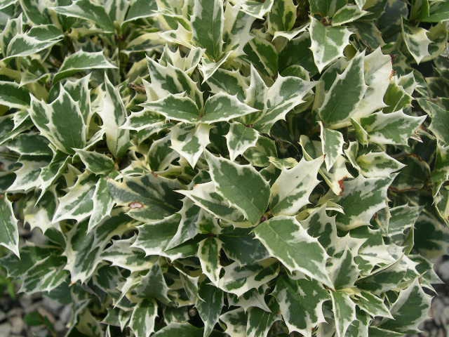 osmanthus-heterophyllus-variegatus