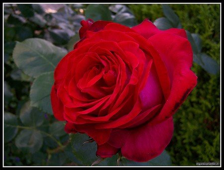 rose_rouge_01