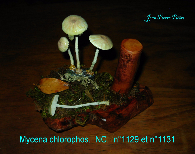 Mycena chlorophos n°1129 et n°1131