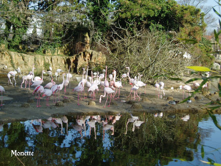 flamands_roses