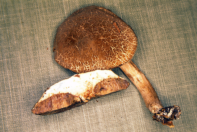 Tylopilus fumosipes 1999 0917 (2)