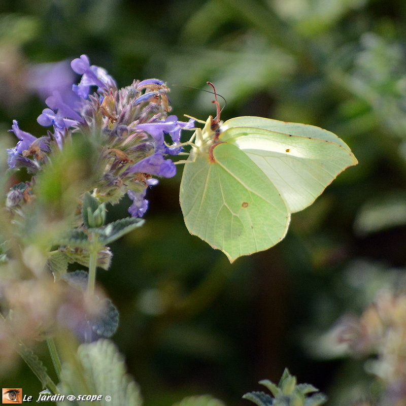 Le-Citron Gonepteryx rhamni