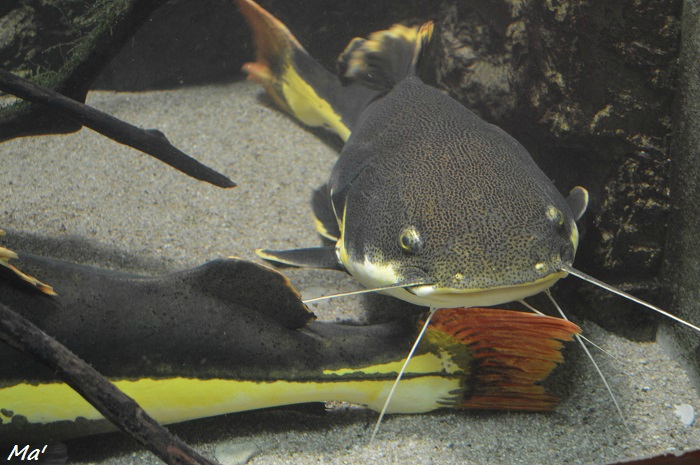 160131_aquarium_Allex_1