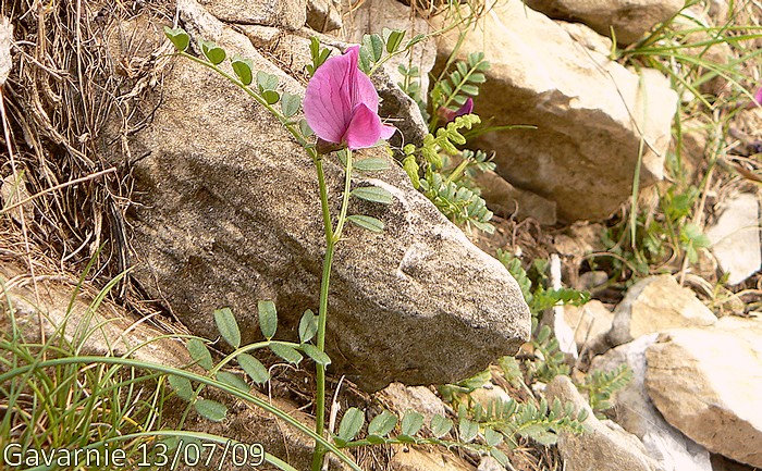 Floraison de juin à Août