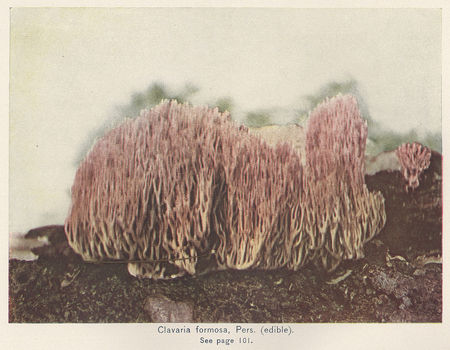 marshall_plate2