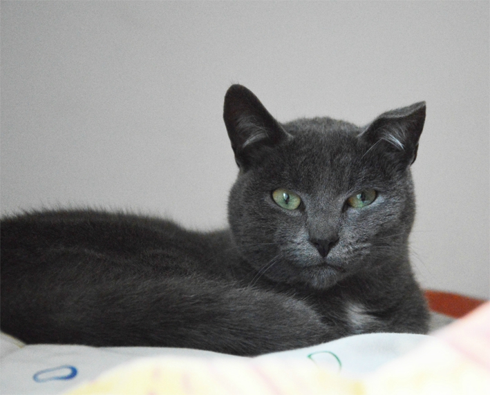 L'oreille cassée chez le chien et le chat - Domaine de la L'oreille cassée chez le chien et le chat - Domaine de la