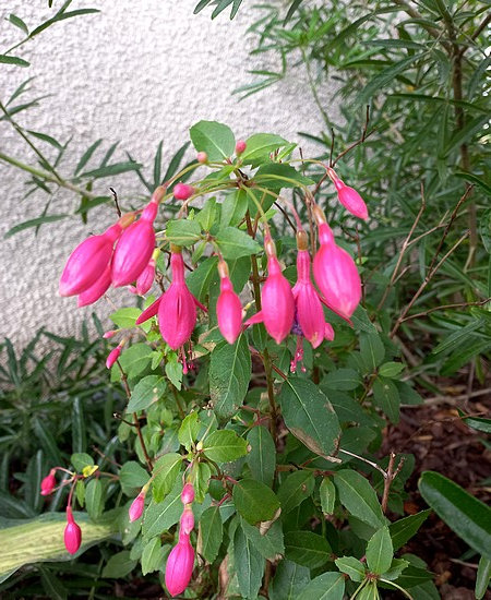 20210731_fuchsia