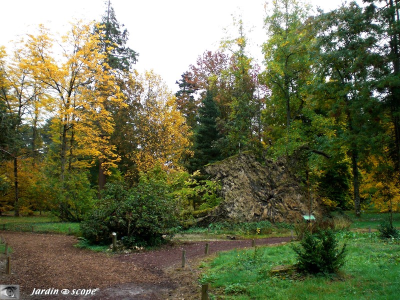 L'arbre déraciné en décembre 1999