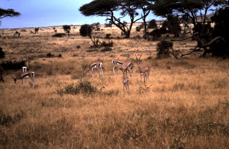amboseli gazelle bb