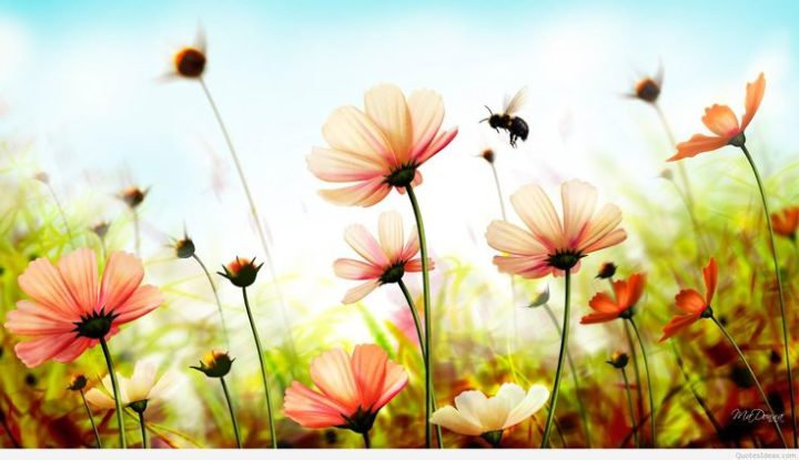 723fc071ef1bffd25af1e5b2a39e9f91--wallpaper-hq-summer-wallpaper-720x415