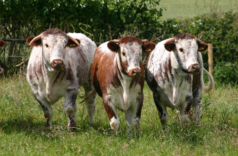 english longhorn 26