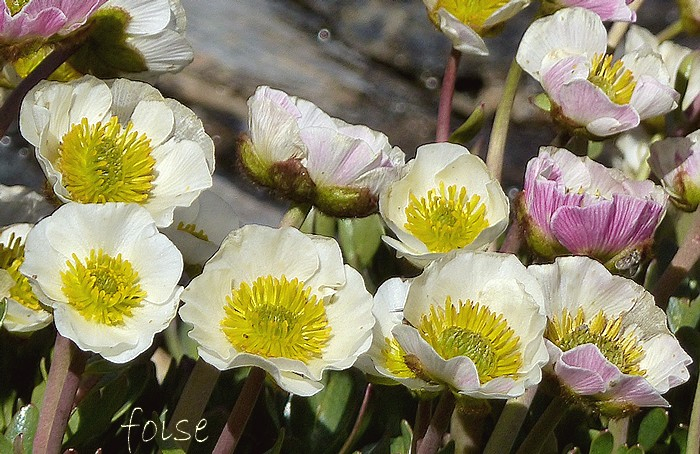 Floraison Juillet Août