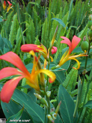 8896-Canna-et-fougères