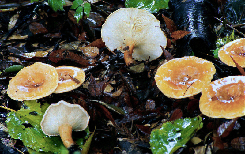 Clitocybe acromelalga_99_11_02_0003big (1)