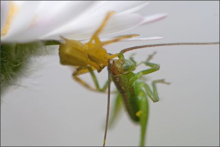 Torfou_araignee_sautereau_predation_FP_sous_fleur_040411