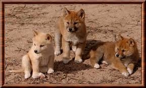 Résultat de recherche d'images pour "image d'une famille de dingos"