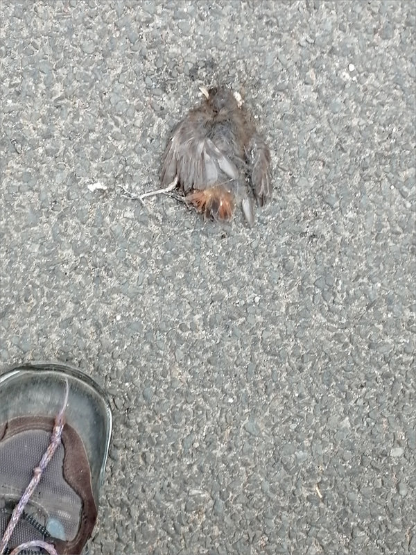 Petit oiseau mort route soulier 090623