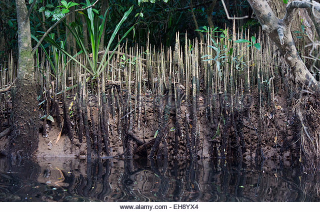 aerial-roots-in-a-mangrove-forest-daintree-national-park-australia-eh8yx4