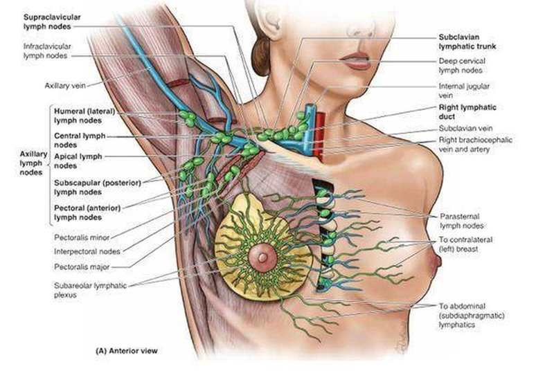 LYMPHATIC WOMEN