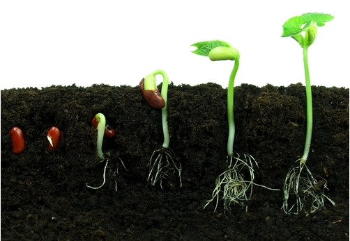 de la graine enfouie à la plante