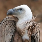 250px_Eagle_beak_sideview_A