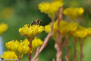 Sedum-reflexum-Angelina