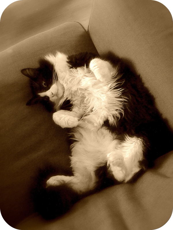 beau chat poils longs couché fauteuil