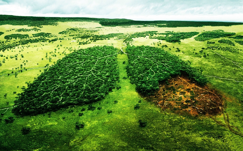Problème de la déforestation.