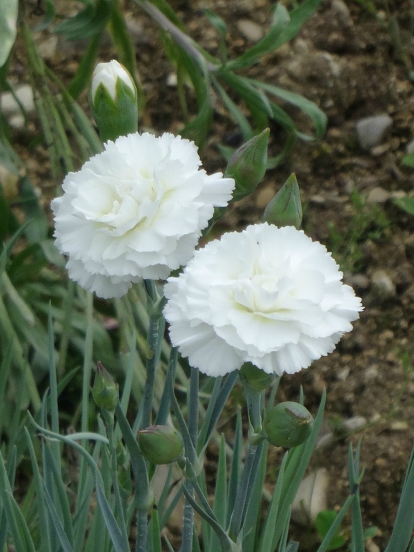 oeillet blanc