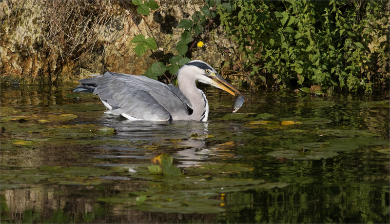 Ville matin oiseau héron pêche 100918 ym 9 poisson