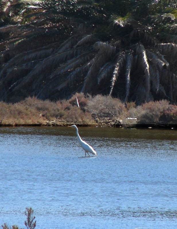 eDSC08224_grande_aigrette