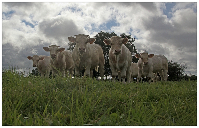 PH tour b GA vaches 11 082014