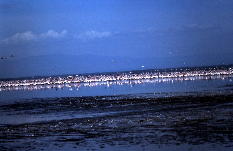 nakuru flamand a