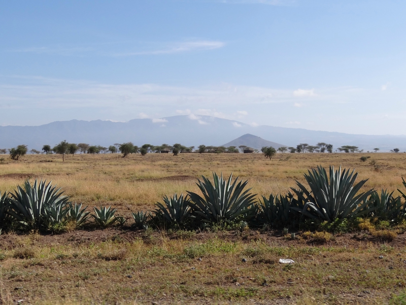 Sisals, paysage de savane et village masaï