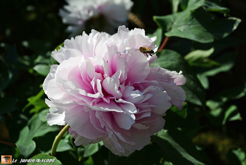 Pivoine