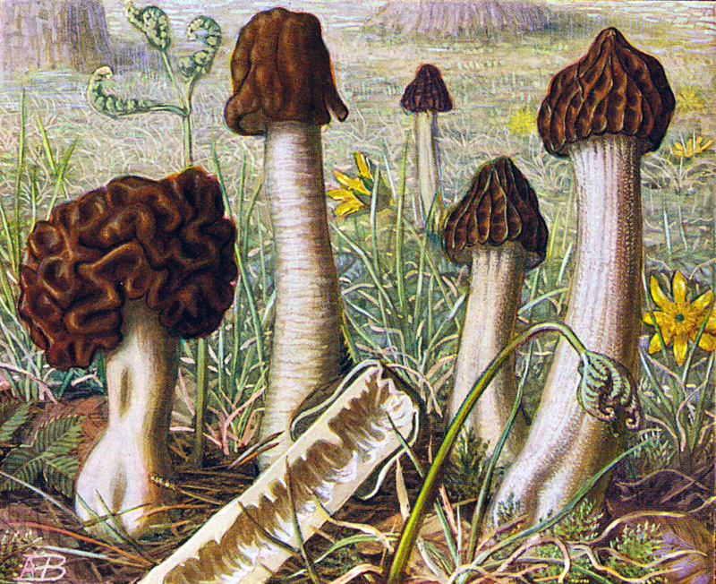 R_Heim_2_II_Gyromitra_esculenta_Verpa_digitaliformis_Mitrophora_hybrida