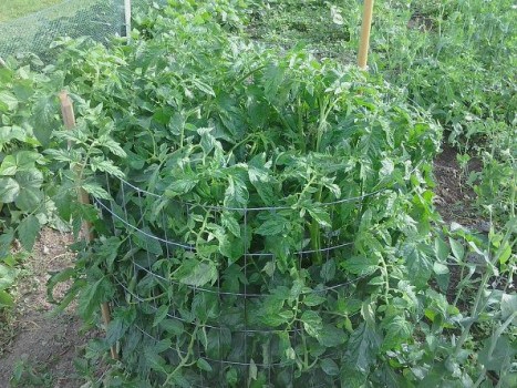 tomates2