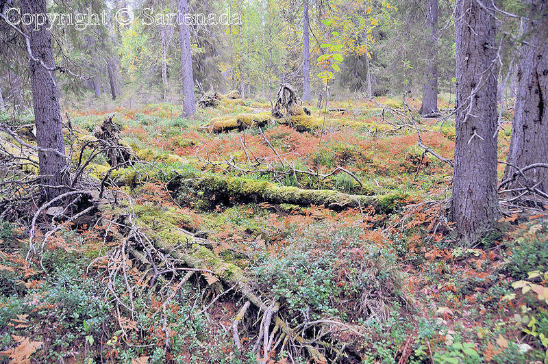 Nature_Trail_Pallastunturi_Lapland_ (51)