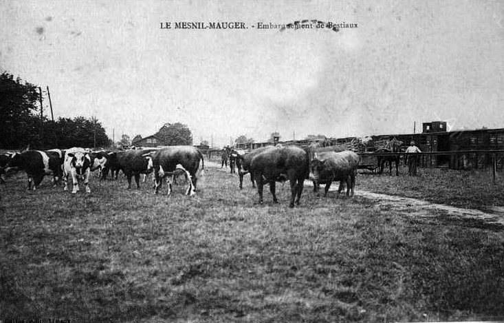 Le Mesnil-Mauger - embarquement de bestiaux