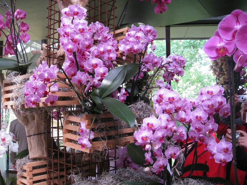 orchidées 