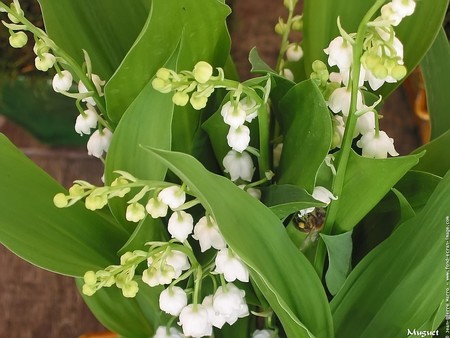 fleurs_fond_ecran_muguet_15