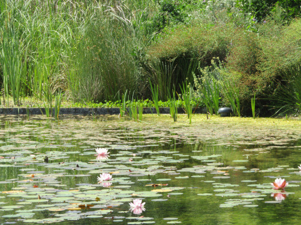 Etang