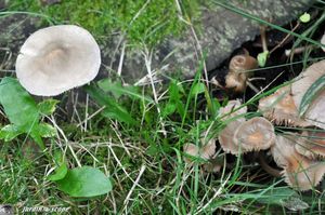 Mycena-galericulata---Mycène-en-casque
