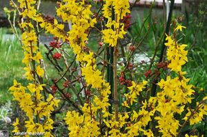 Forsythia-et-cognassier-du-Japon