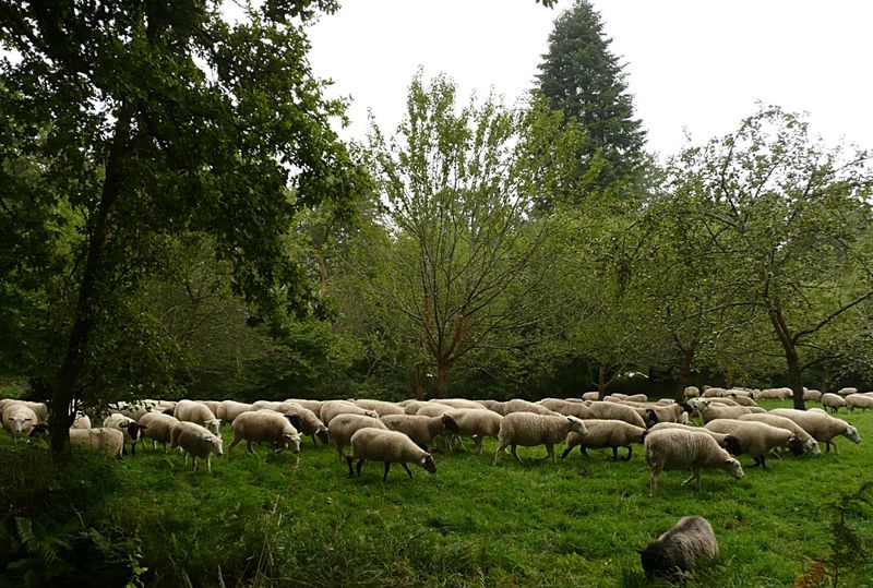 moutons_St_Rivoal