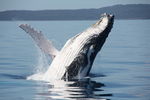 Whales_watching__26_